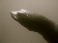 Male California Sea Lion off California coast.  Very large guy.