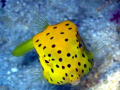 Yellow Boxfish smiling at you!

Mataking Island, Sabah, Borneo, Malaysia
Copyright by Peter Ziegler