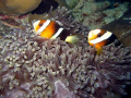 Anemone with two lovely clown fishes

Mataking Island, Sabah, Borneo, Malaysia
Copyright by Peter Ziegler