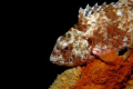 Calm in The Storm, Stoplight Parrot Fish in Andros Bay, 35 knot winds on surface at night.