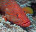 Rock Cod with cleaner shrimp taken on Abdulla's TillA