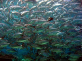 Jack Fish School

Sipadan, Barracuda Point, Sabah/Borneo, Malaysia
Copyright by Peter Ziegler