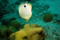 Four Eye Butterfly Fish doing a nose stand.  Taken 8/2/07 with Nikon D-70 in Ikelite housing