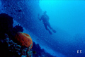 The Swarm .                Taken on Bonaire