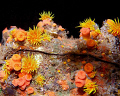 Clear Reflection: Orange cup coral reflection in an air bubble on the ceiling of a cavern. Lanai, HI Nikon D80