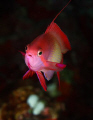 Male Anthias, shot with eos 30d and inon x2 housing.