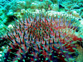 Crown Of Thorns Sea Star off  Honokawai, Maui.  Olympus 710 W/ 20mm Lens and Strobe.  Reminds me of a new planets surface.