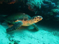 Turtle coming out of small cave

Puerto Gallera, Sabang, Philippines