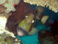 Titan Trigger Fish - many divers NEVER wish to get so close...

Mataing, Mataking Island, Sabah, Borneo, Malaysia