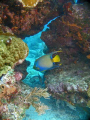 Queen Angel Fish at Molasses Reef-Key Largo, FL