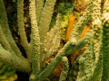 Pygmy Filefish hiding in coral.  Nikon D-70S