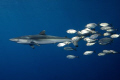 Silky Shark juvenile followed by a school of young jacks