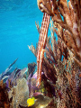 Trumpet fish