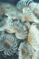 Feathers provide a sense of relaxation as it is felt when looking to this cluster of feather dusters.  Taken at 