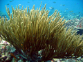 Graceful sea fan in Bonaire