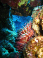 Crown Of Thorns Found at The Dreams Vacation House Reef