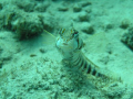 okay... what are you looking at? .....  taken at less than a foot at  paradise island, davao gulf.