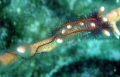 Brittle Star, Bonaire, N.A.