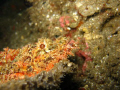 Scorpion fish / Philippines
