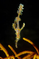 Ornate Ghost Pipe fish, Similan Islands, Thailand