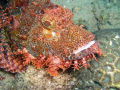 Scorpion fish on bottom, Puerto Galera