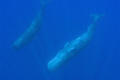 Two sperm whales, one inverted, in open Atlantic off the Azores