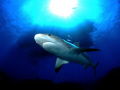 Who's eyeballing who / caribbean reef shark