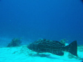 This grouper was swimming along the bottom in Cozumel. 