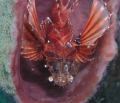 Lionfish hiding in a sponge.