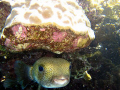 Peek-a-Boo, Porcupine fish hiding away under the reef