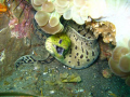 Morray Eel - Bacong Pier / Negros Philippines