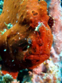 An orange frogfish, at the Napantao marine sanctuary in Sogod Bay, Leyte.