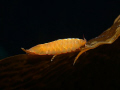 The isopod Cassidinopsis emarginata very common at the subantarctic kelp beds at the Strait of Magellan, Chile. Nikon Coolpix 995 and Subtronic strobres.