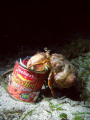 Night dive just off the shore in Sogod Bay, Leyte. Looks like someone had dropped a can of beef loaf in the water, with some still left inside, and our friend here helped himself to a spicy dinner.