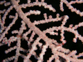 Pygmy seahorses - 2 of them on a Gorgonian