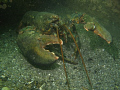 CLAWS! Close-up anyone? Large lobster - North shore, Gaspé Peninsula, Canada