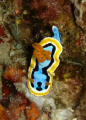 Nudibranch Chromodoris Annae off Pemuteran North West Bali.