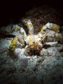 Taken on a night dive. He had so much confidence in his disguise that he didn't move at all, even when we nudged him a bit.