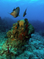 Mirrored Angel Fish
Cayman Islands, Sunset House Shore Reef