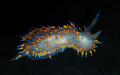 Janolus Barbarensis, Santa Barbara Nudidude. Taken in California with a Olympus SP-350 in a Olympus PT-30 housing with one slave UFL-1 Strobe. 