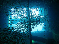 Glassfish on the Giannis D wreck, Abu Nahas, Red Sea Egypt