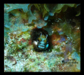 Rough Head Blenny
Snapper Hole
Grand Cayman