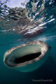 Hungry Whaleshark, La Paz, Baja California