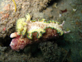 Nudy brench - Bacong Pier, Negros / Philippines