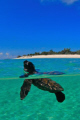 This baby Hawksbill Turtle seemed to look back at the beach where it has hatched, before leaving into the open sea for the next years to come.
