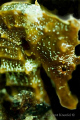 Golden Seahorse, Salvatierra Wreck, La Paz 