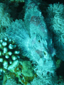 Devil scorpian fish, Dahab, Red Sea, Egypt