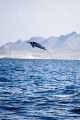 Jumping Mobula, La Paz