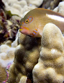 Arc Eye Hawkfish at Makena Landing Maui, HI