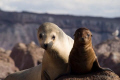 Mother and baby Sea Lion